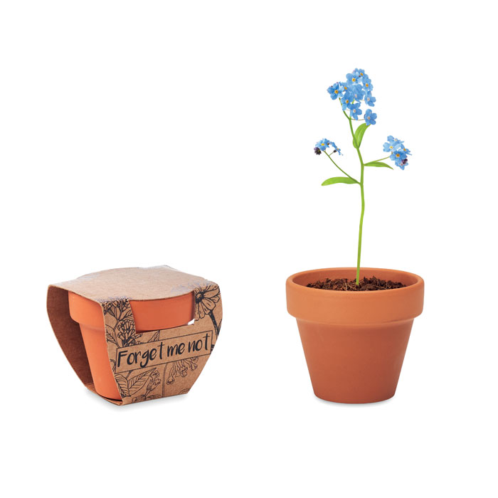 FORGET ME NOT - Potje Vergeet-me-nietjes
