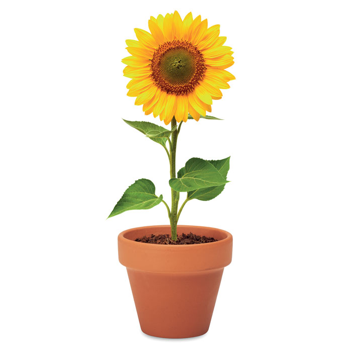 SUNFLOWER - Potje Zonnebloem